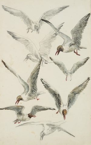 Studien von Lachmöwen