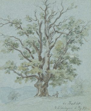 Baum bei Bad Bocklet