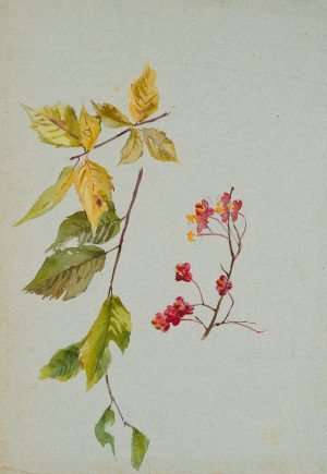 Zweig und Blüten des Pfaffenhütchen