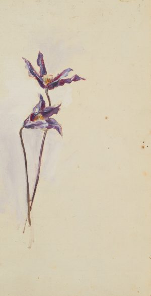 Violetter Enzian