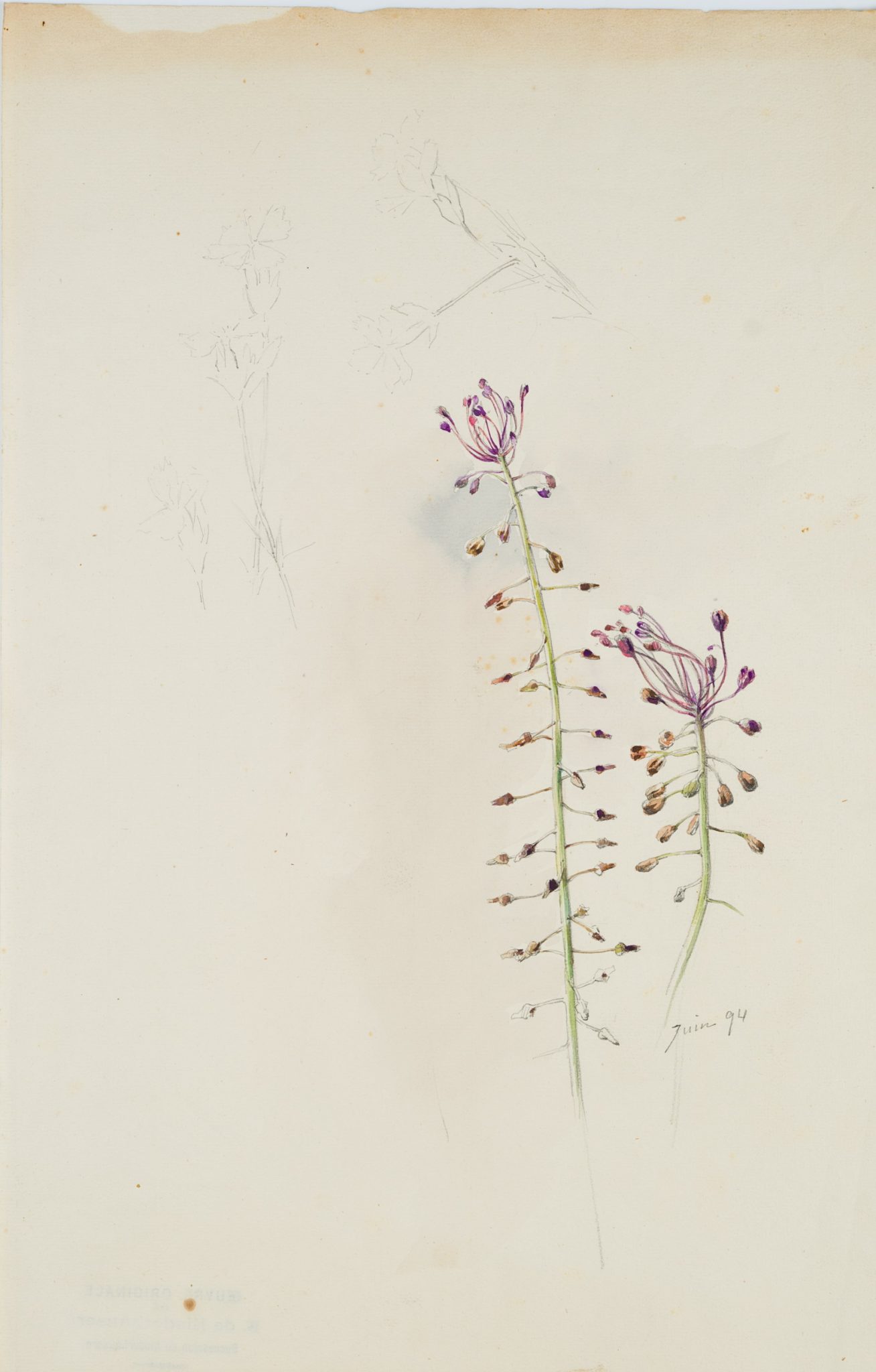 Schmalblütige Traubenhyazinthe