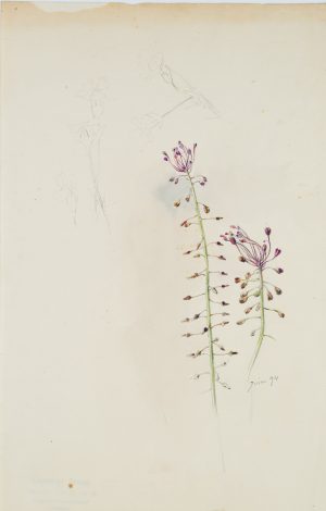 Schmalblütige Traubenhyazinthe