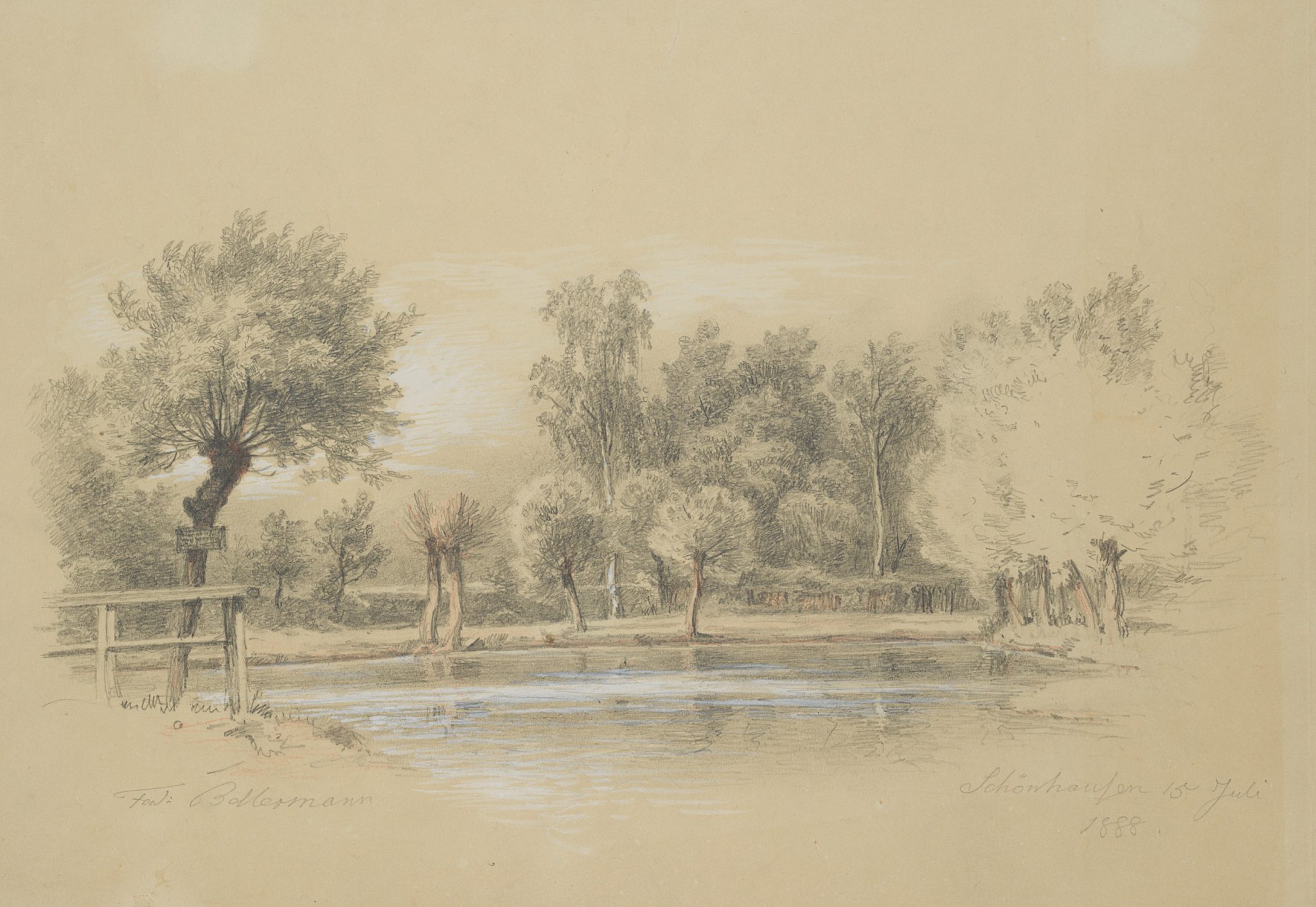 Kopfweiden im Park von Schönhausen