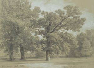 Bäume im Park von Schönhausen
