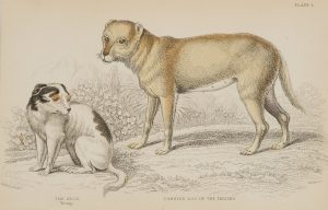 Alco, Trägerhund
