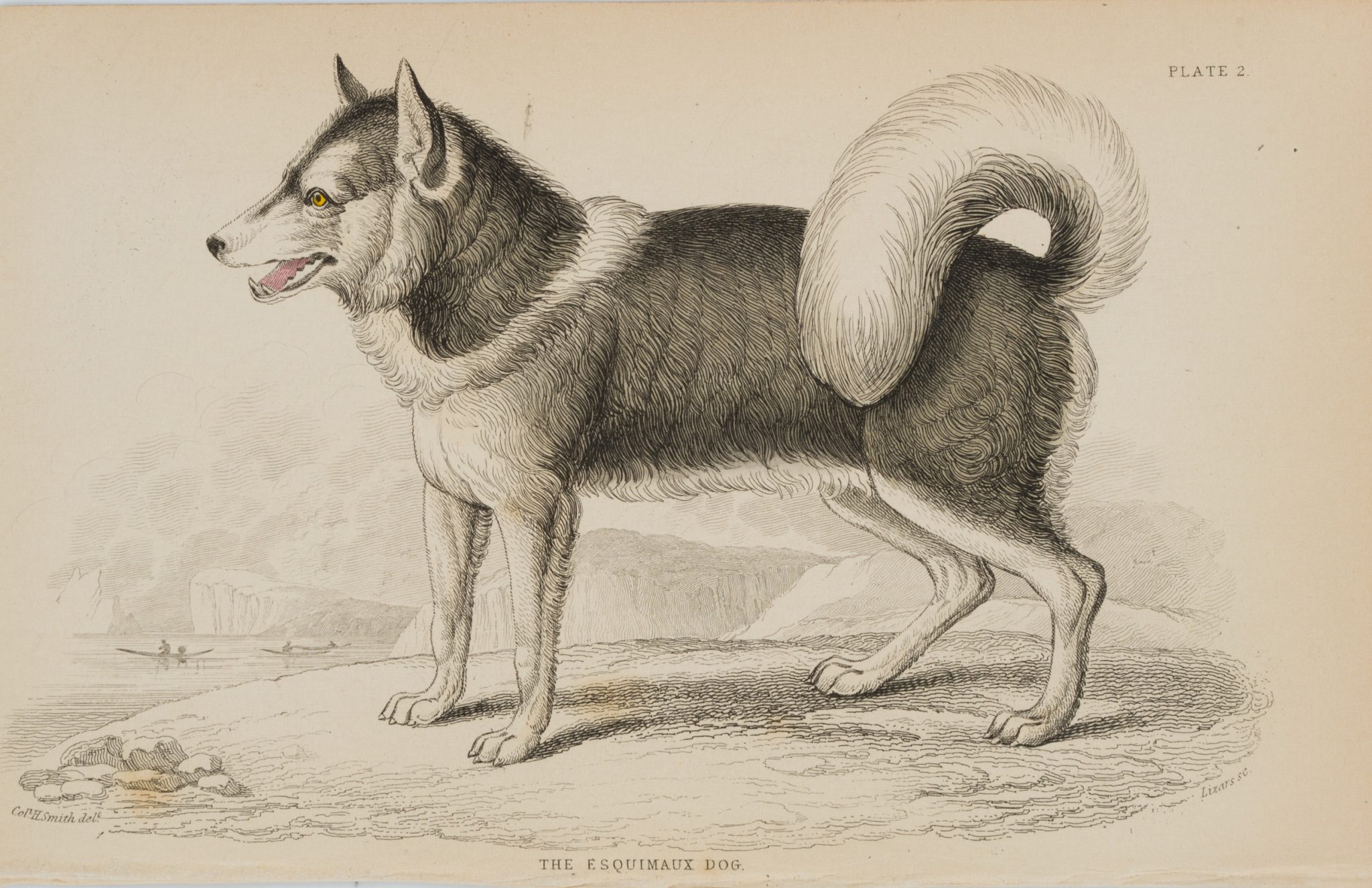 American Eskimo Dog