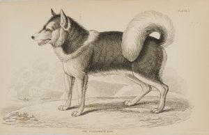 American Eskimo Dog