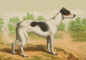 Foxterrier