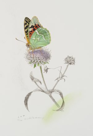 Schmetterling auf Strohblume