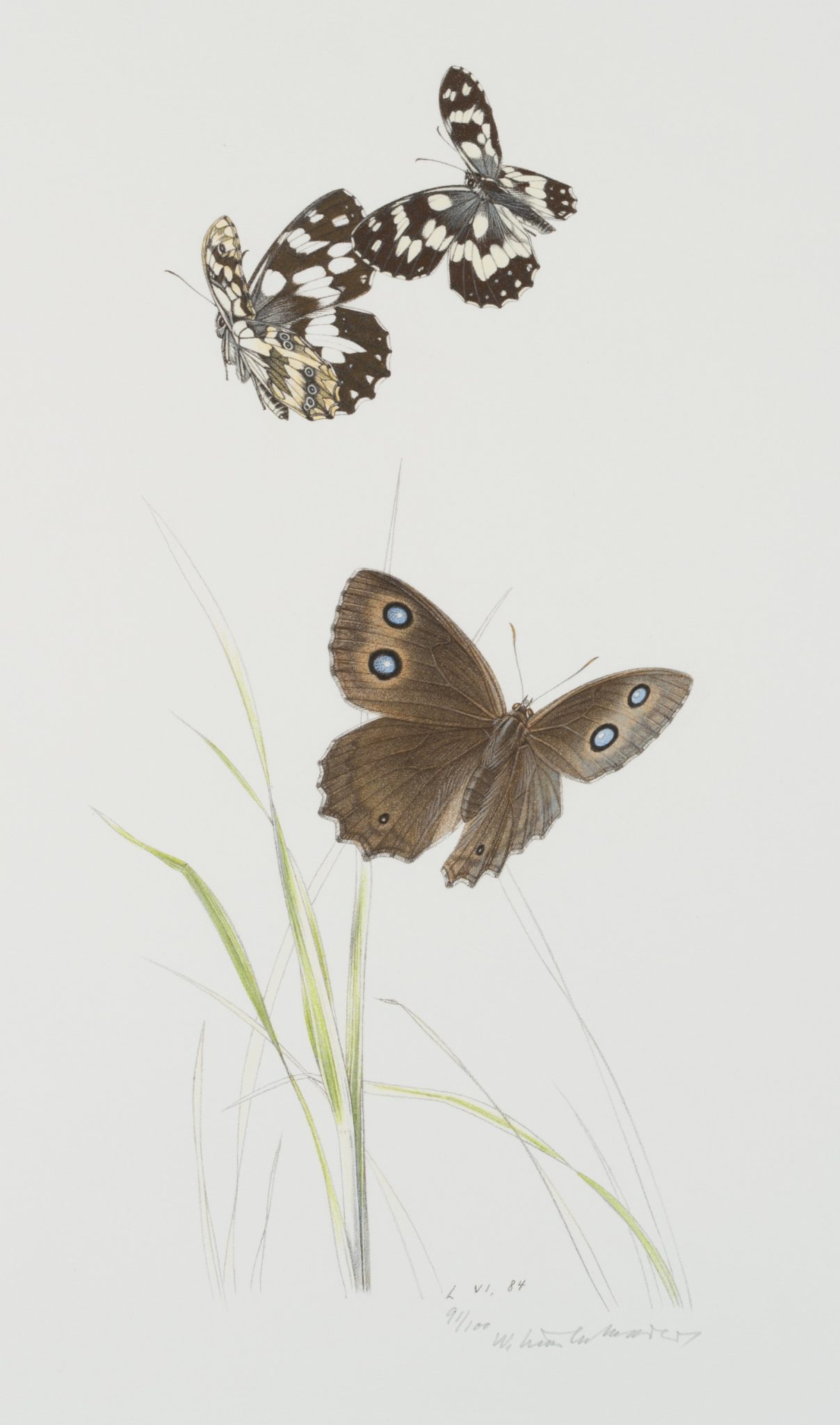 Gräser und Schmetterlinge