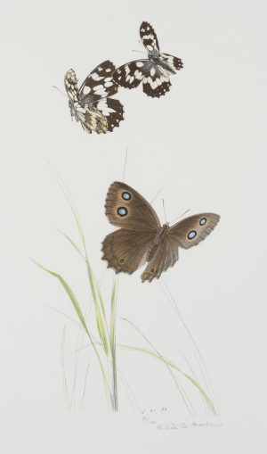 Gräser und Schmetterlinge
