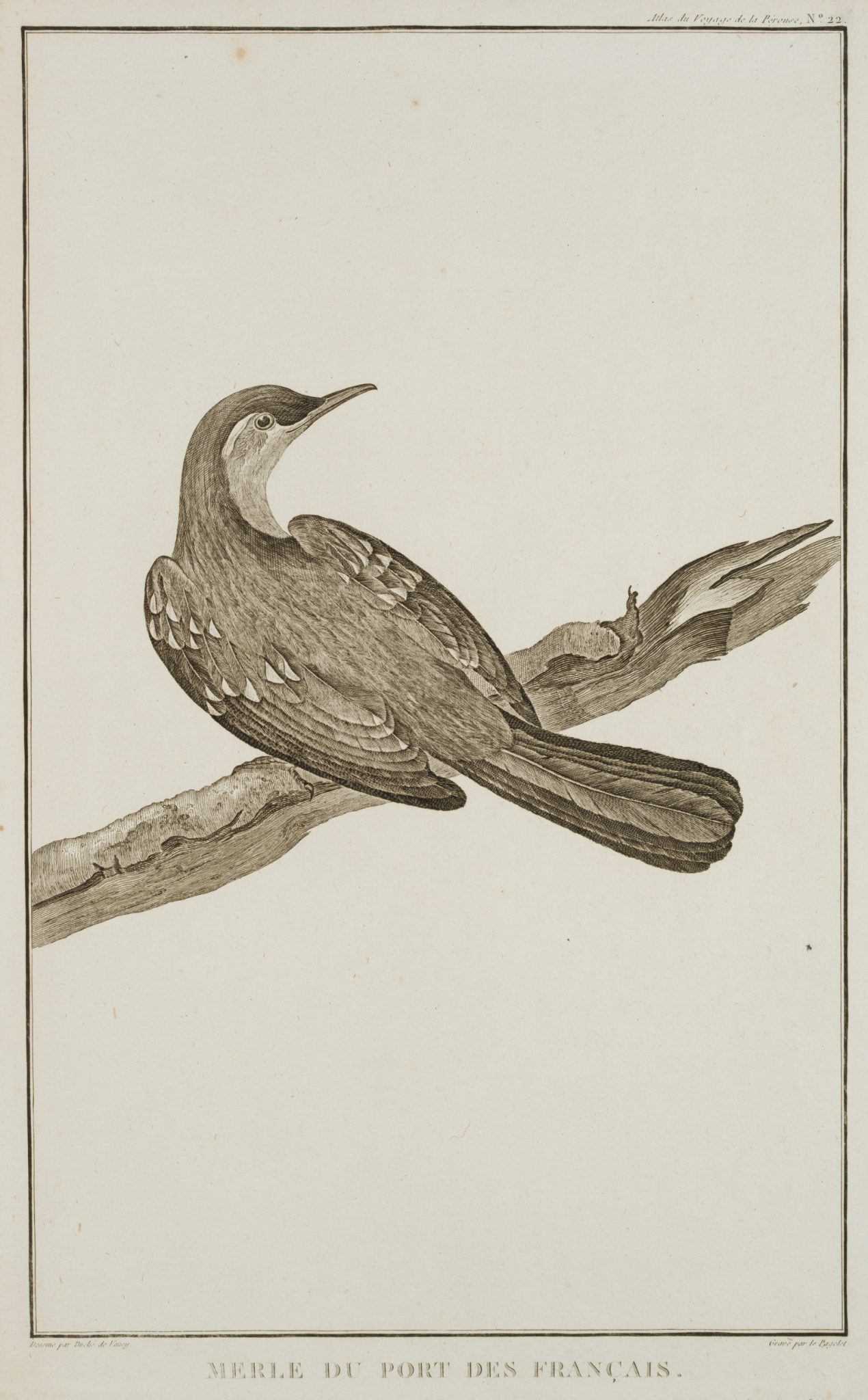 Merle, Amsel