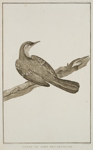 Merle, Amsel