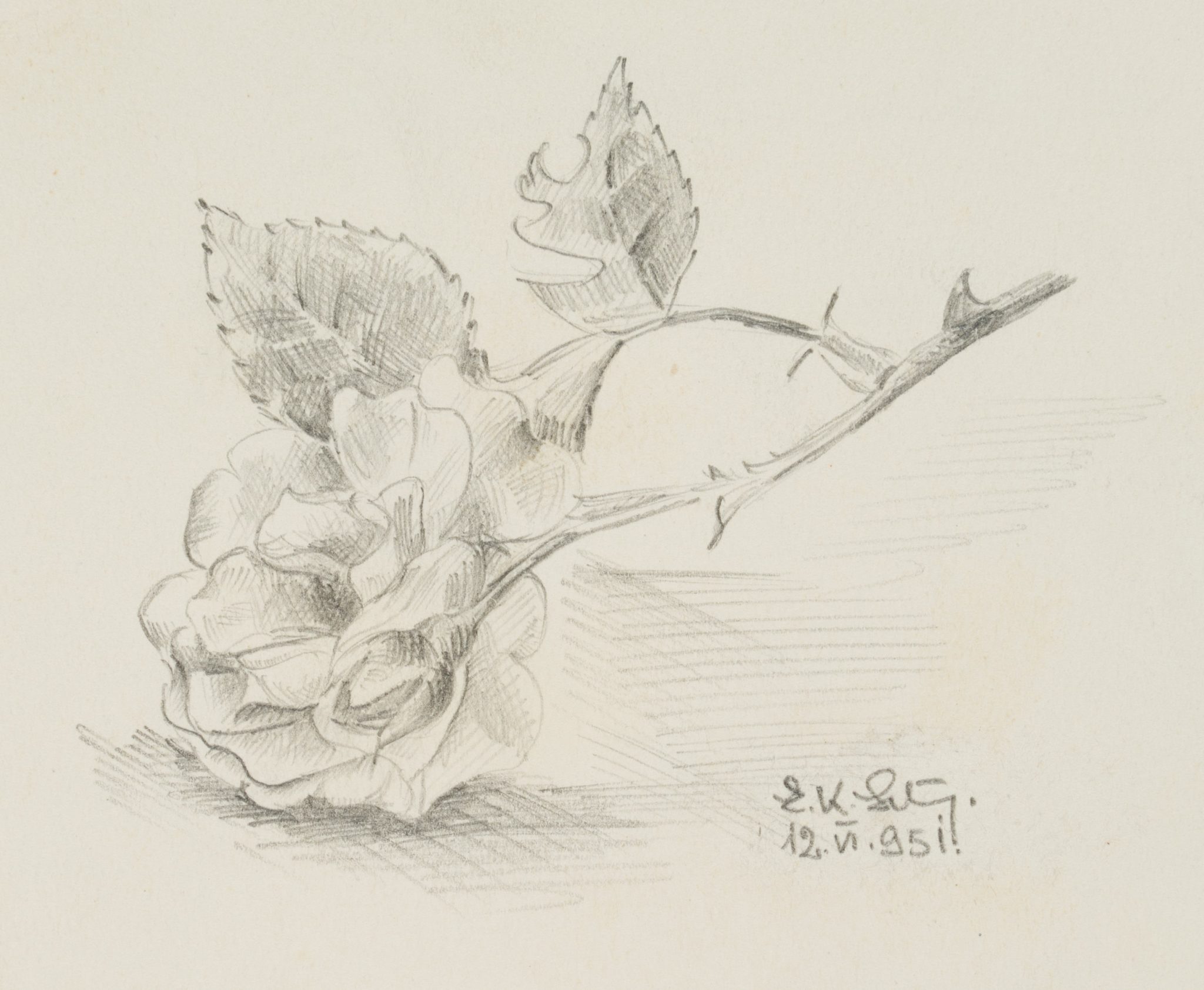 Studie einer Rose