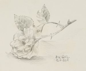 Studie einer Rose