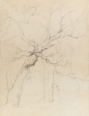 Winterliche Baumstudie