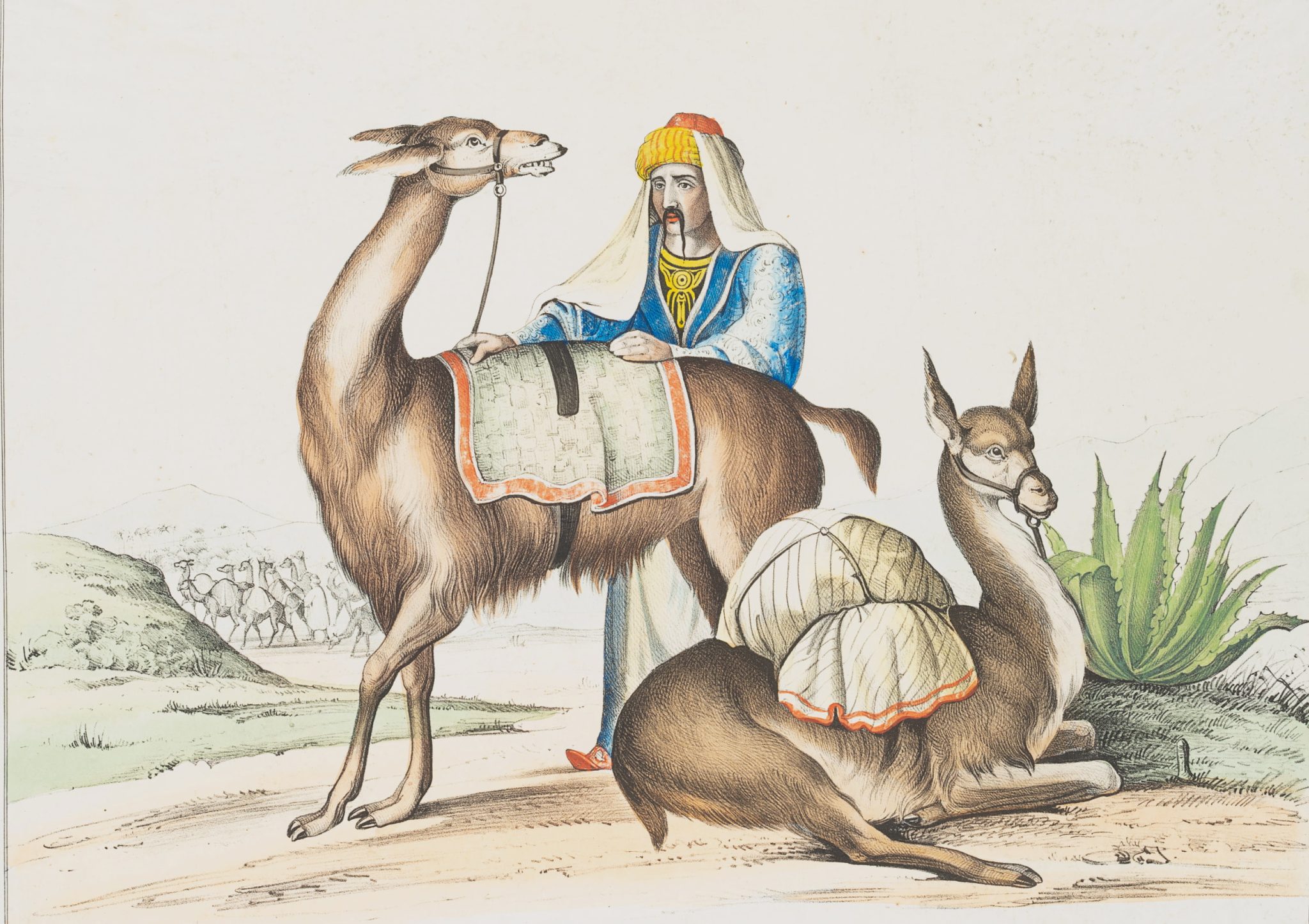 Lama. Gütertransport in Südamerika