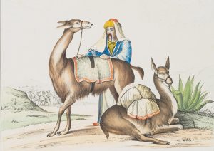 Lama. Gütertransport in Südamerika
