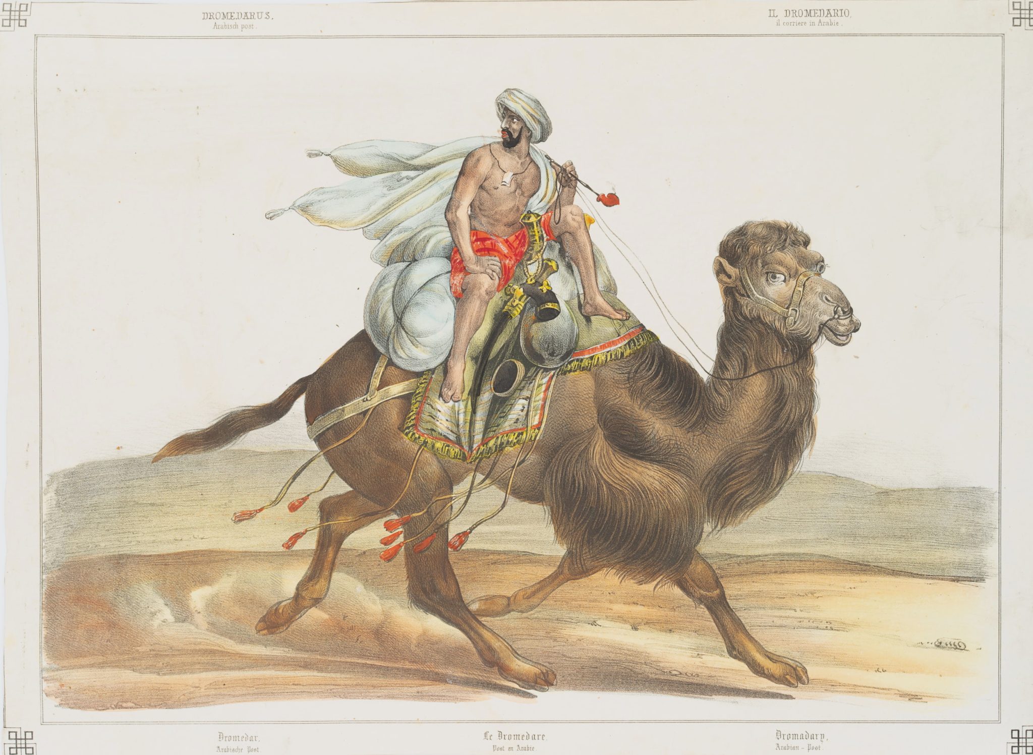 Das Dromedar. Arabische Post