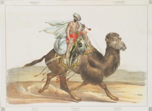 Das Dromedar. Arabische Post