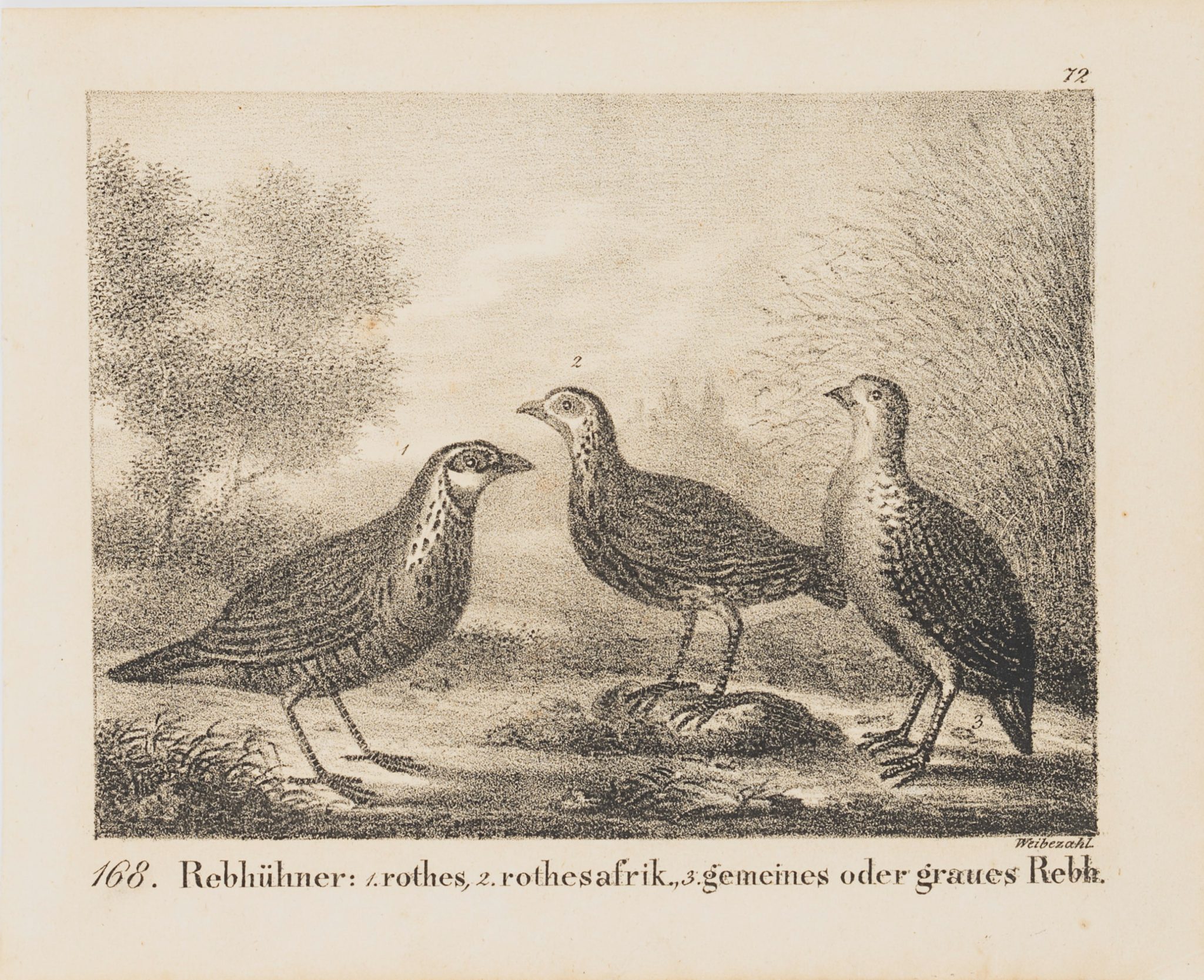 Zoologische Darstellung, Rebhühner