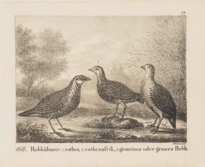 Zoologische Darstellung, Rebhühner