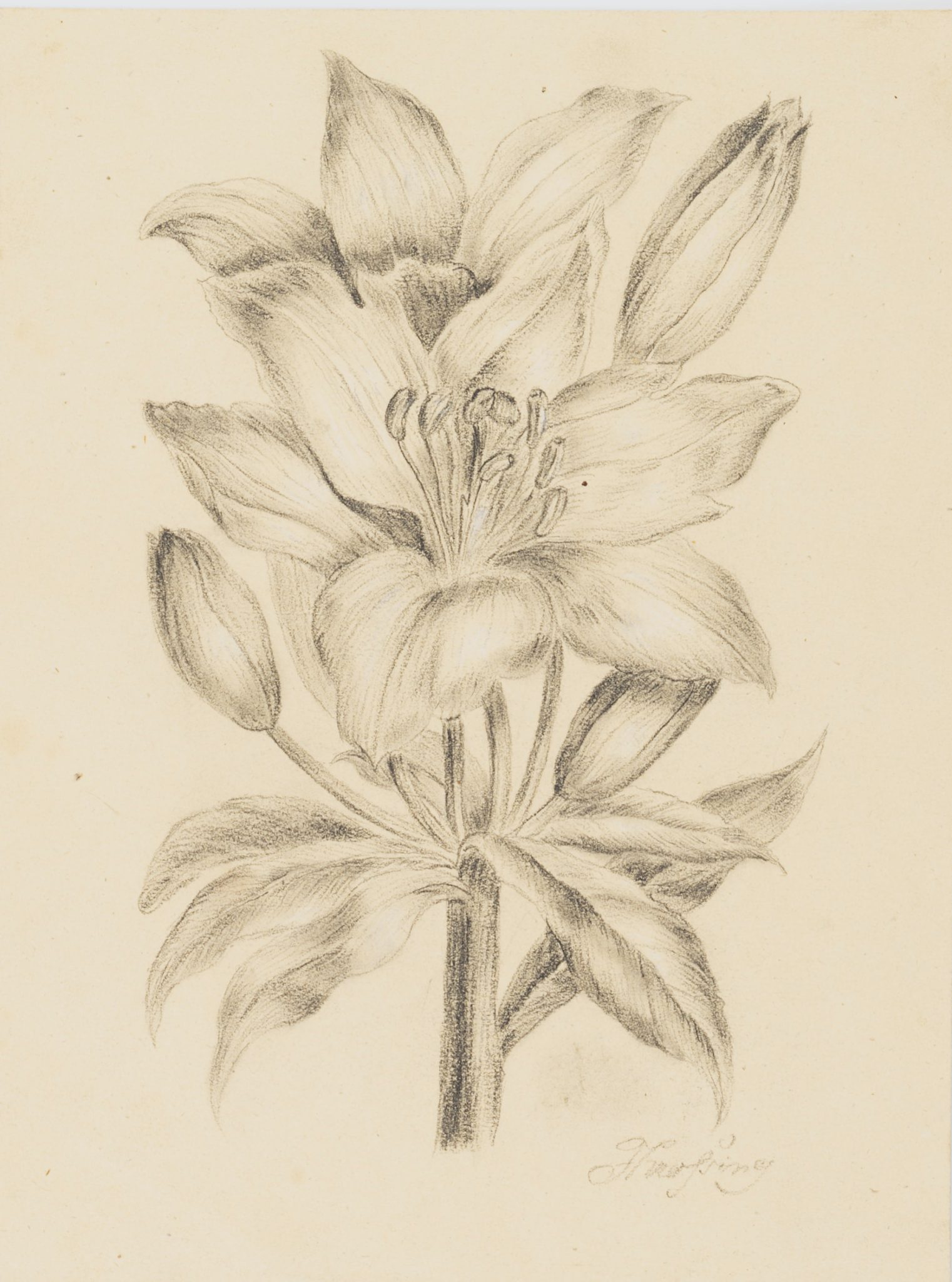 Darstellung eines Lilienzweigs