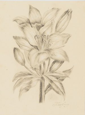 Darstellung eines Lilienzweigs