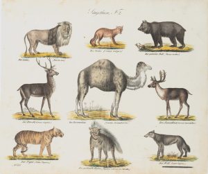 Zoologische Darstellung. Säugetiere
