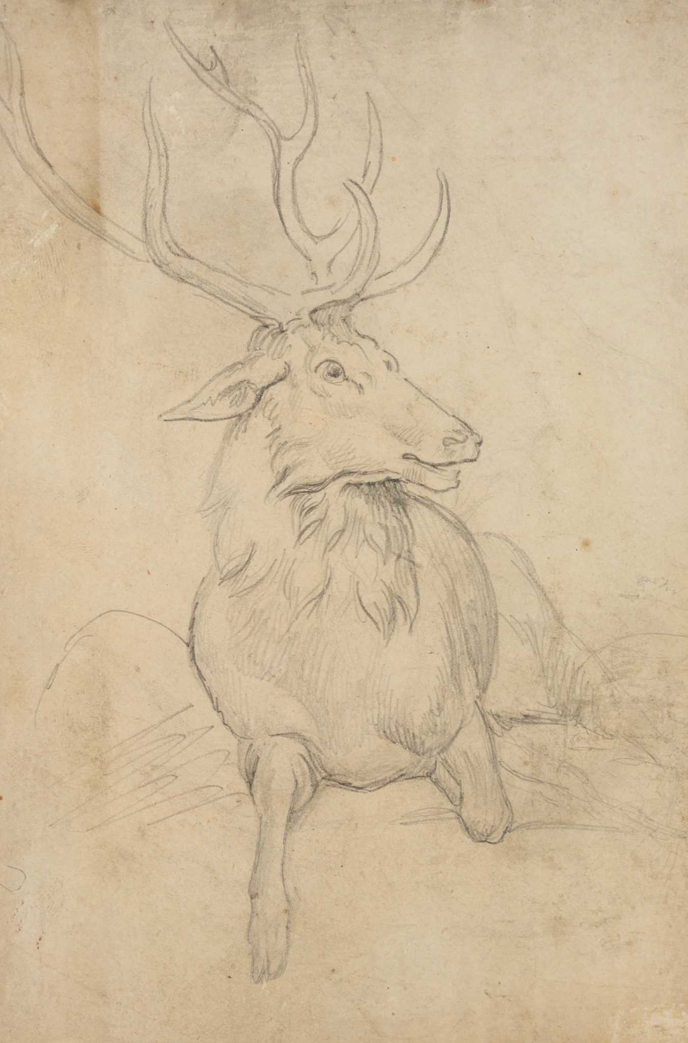 Liegender Hirsch