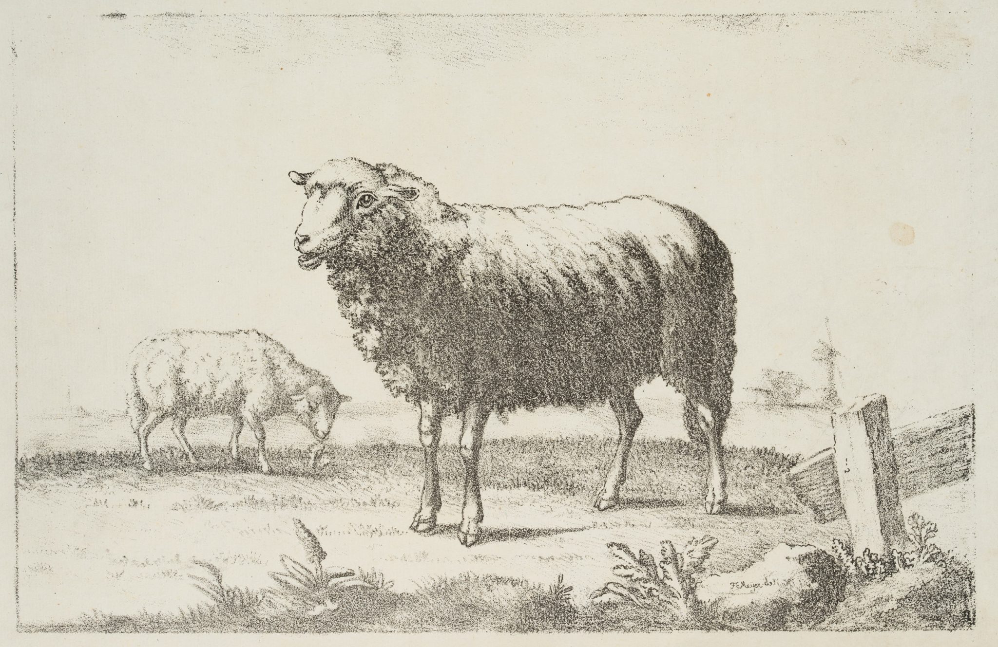 Schafe auf der Weide