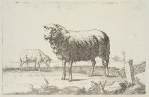 Schafe auf der Weide