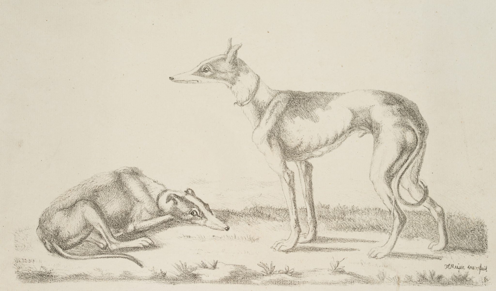 Windhunde