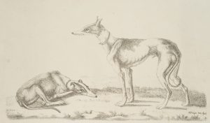Windhunde