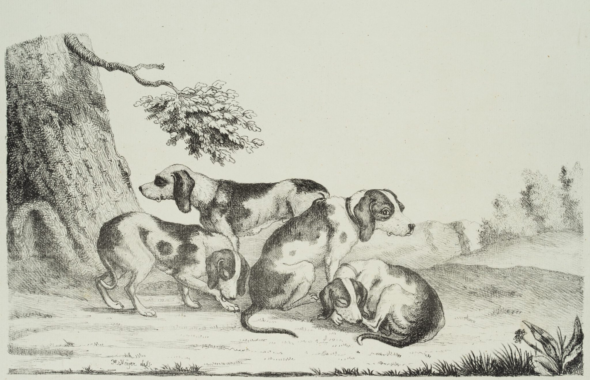 Junge Jagdhunde