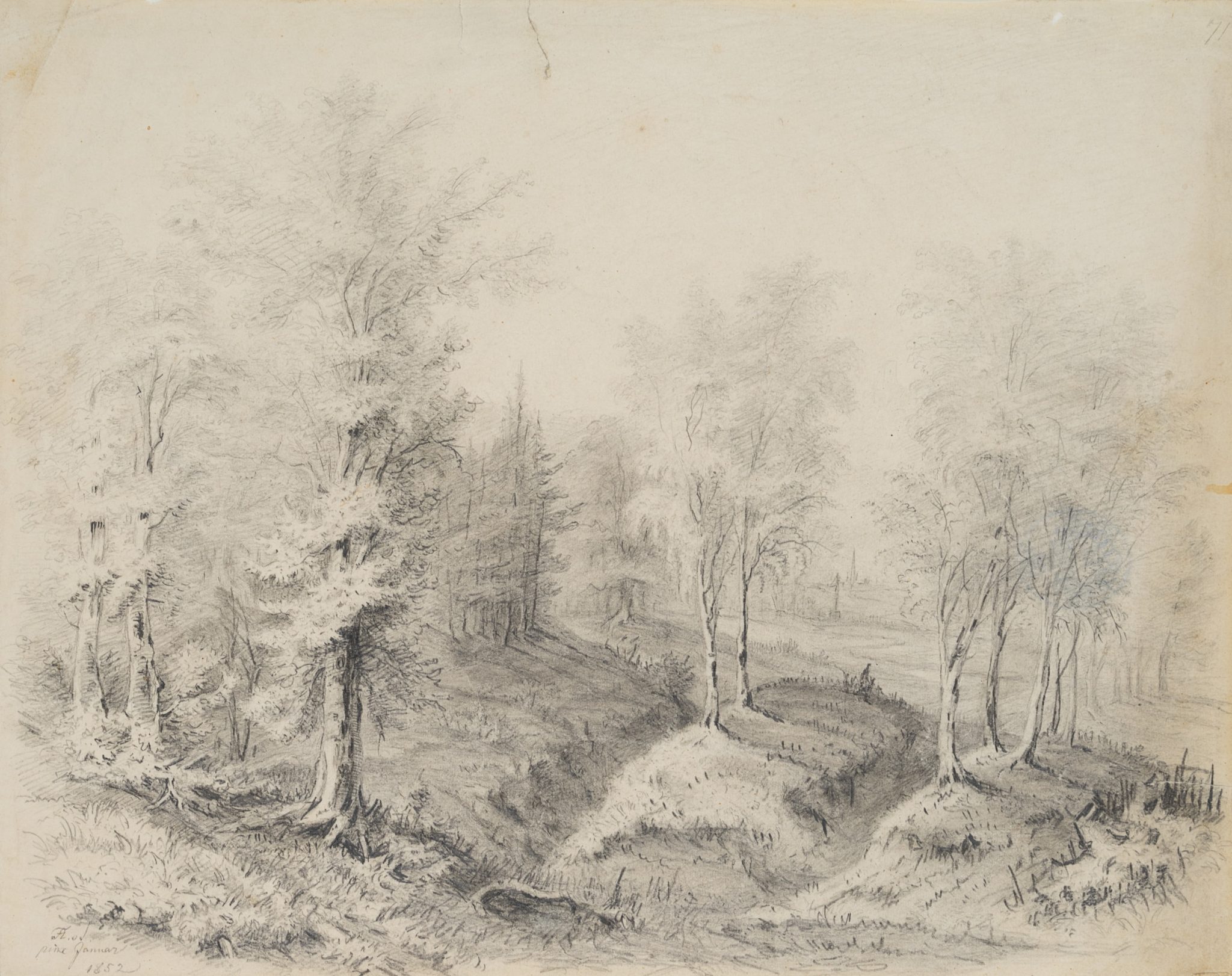 Waldstück mit Bäumen und Lichtungen