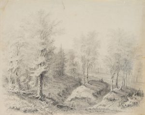 Waldstück mit Bäumen und Lichtungen