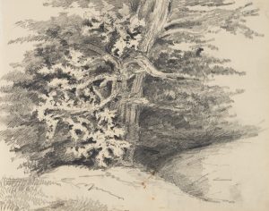 Waldstudie mit Fokus auf Baumstamm mit Ästen