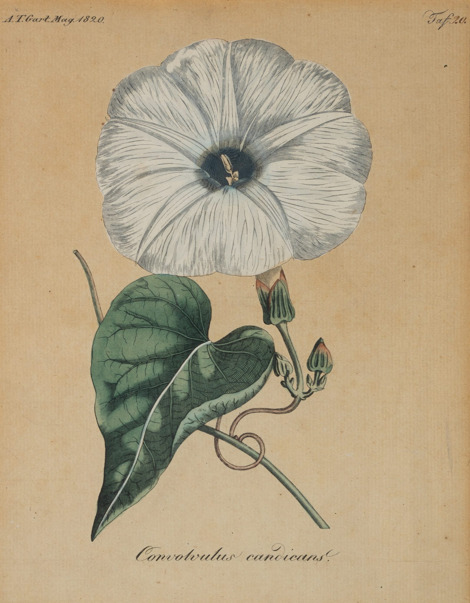 Silberwinde. Botanische Darstellung