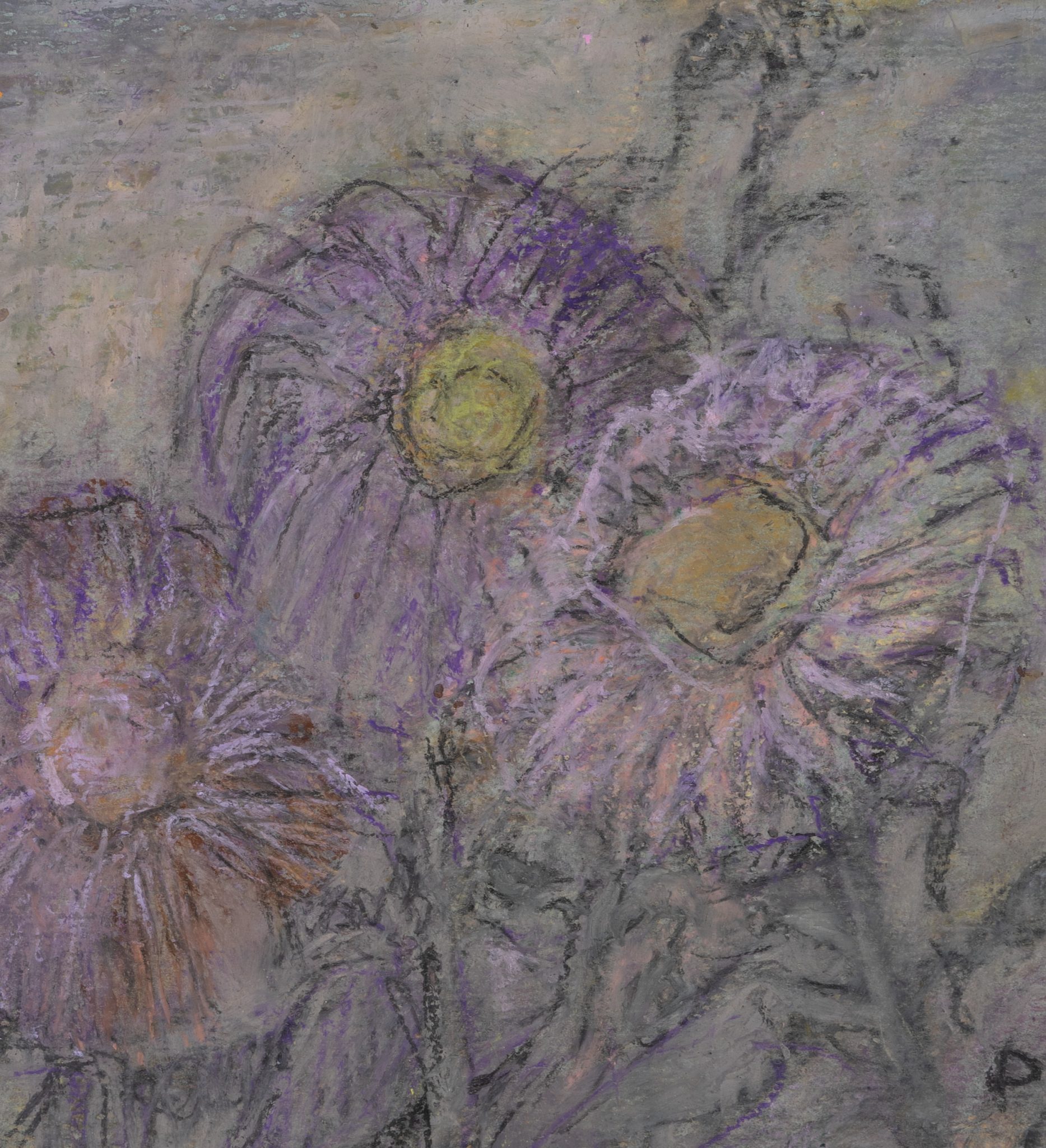 Violette Strohblumen in Nahansicht