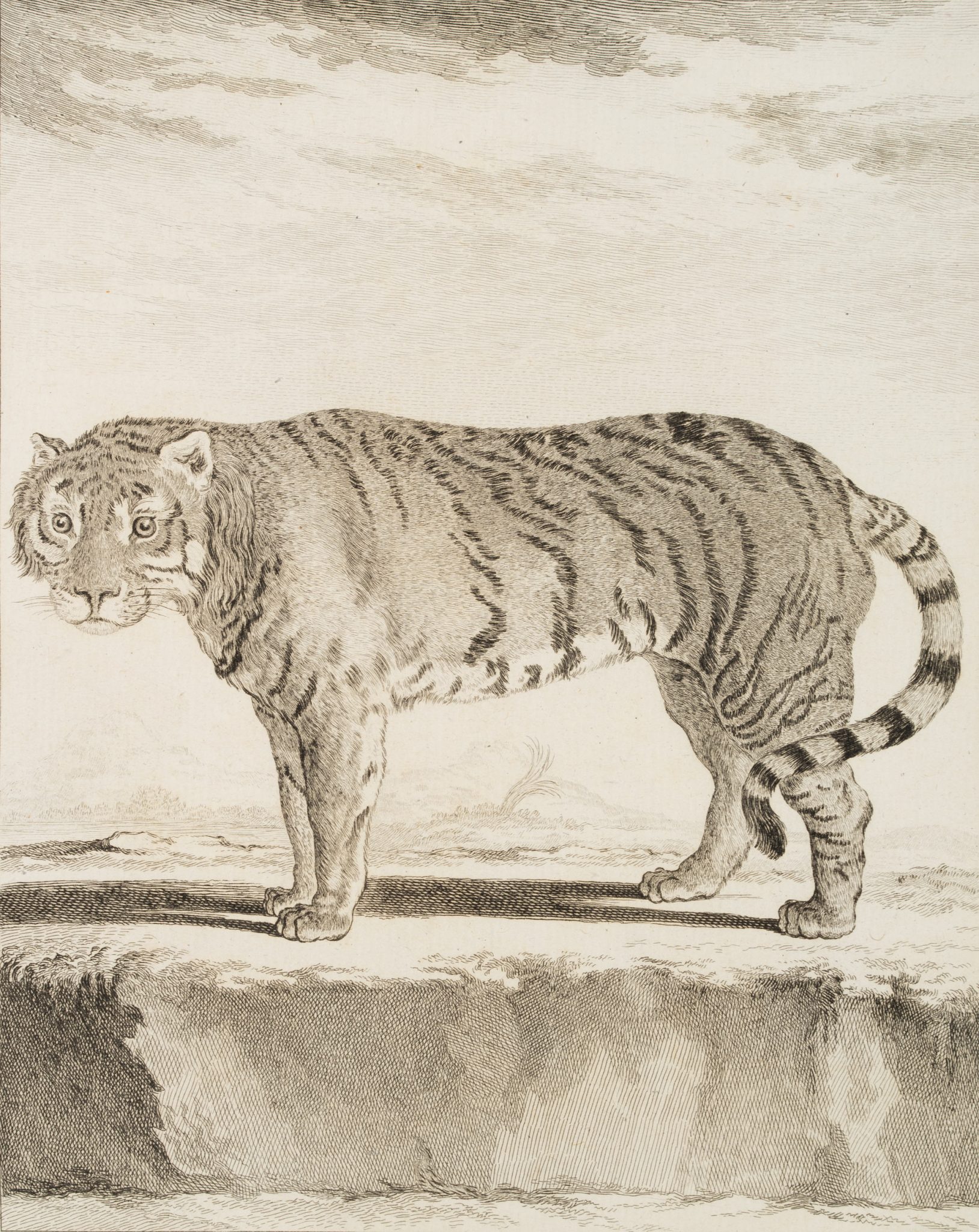 Zoologische Darstellung eines Tigers