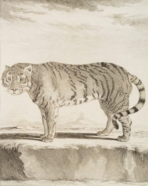 Zoologische Darstellung eines Tigers