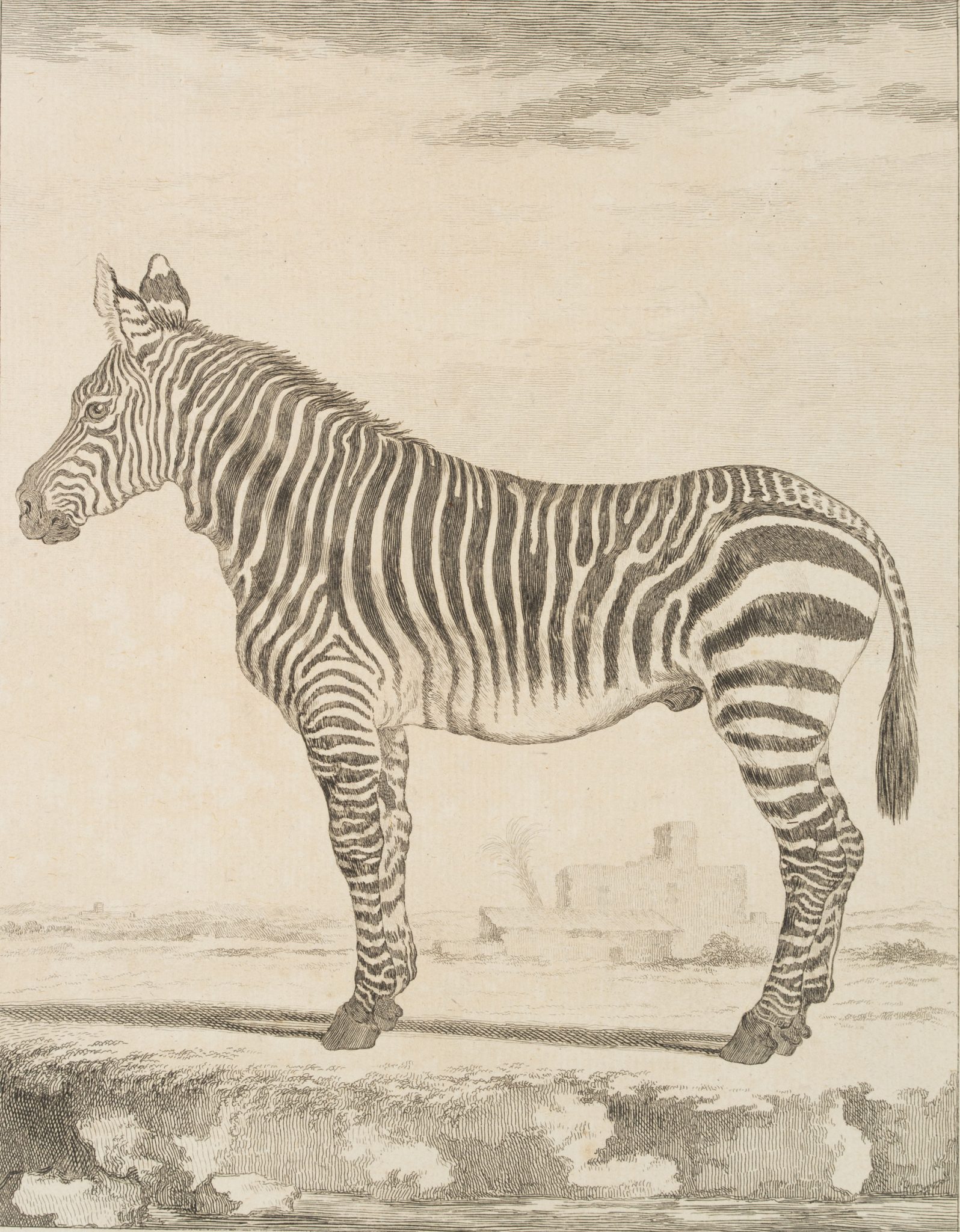 Zoologische Darstellung eines Zebras