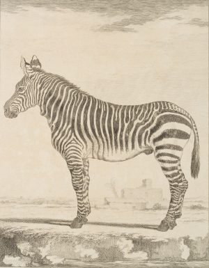Zoologische Darstellung eines Zebras
