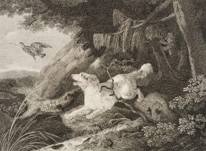 Der Wachtelhund. Jagd auf Schnepfen