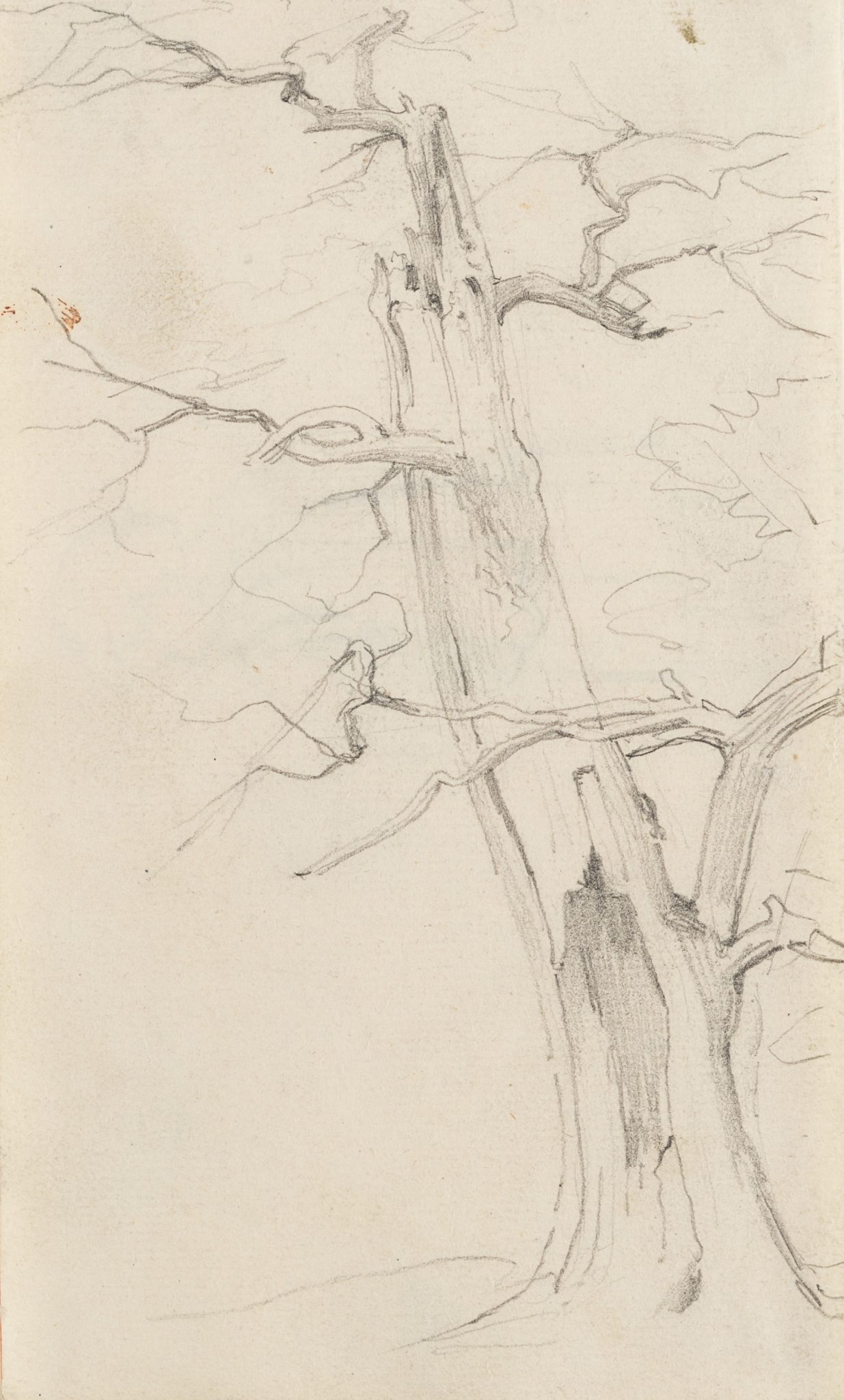 Hohler Baum