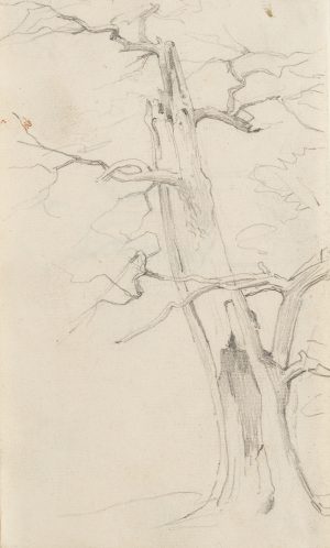 Hohler Baum
