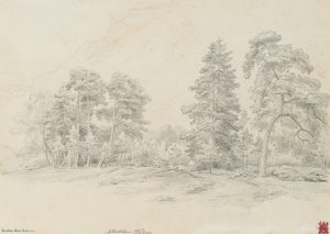 Waldstück am Gebirge