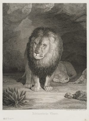 Afrikanische Löwen