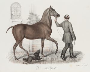 Das nackte Pferd
